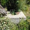 Plants: image 82 Of 208 Thumb